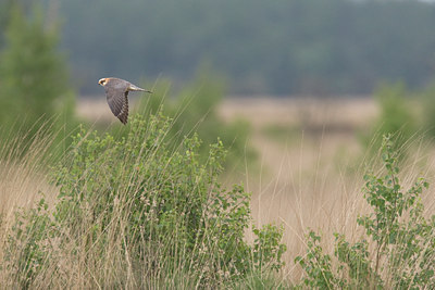 BUITEN BEELD Foto: 36302