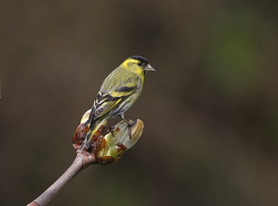 BUITEN BEELD Foto: 36313