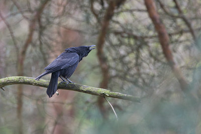 BUITEN BEELD Foto: 36324