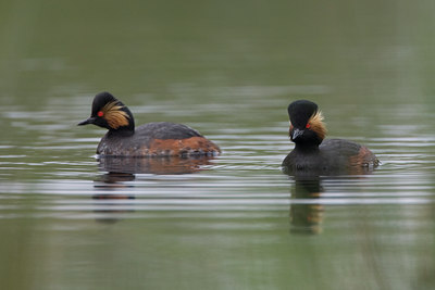 BUITEN BEELD Foto: 36339