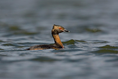 BUITEN BEELD Foto: 36343