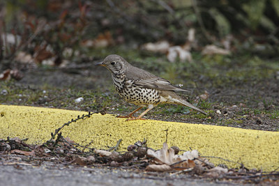 BUITEN BEELD Foto: 36347