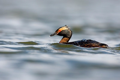 BUITEN BEELD Foto: 36351