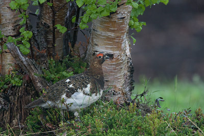 BUITEN BEELD Foto: 36354