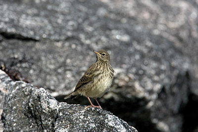 BUITEN BEELD Foto: 36355