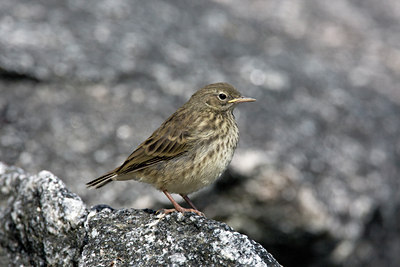 BUITEN BEELD Foto: 36357