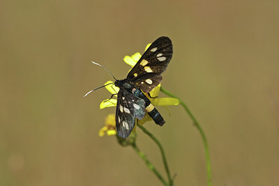 BUITEN BEELD Foto: 36362