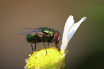 BUITEN BEELD Foto: 36370