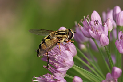 BUITEN BEELD Foto: 36374