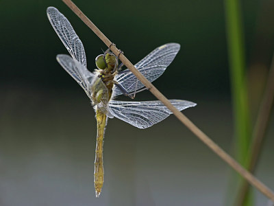 BUITEN BEELD Foto: 36376