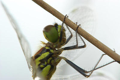 BUITEN BEELD Foto: 36377