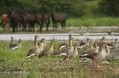 BUITEN BEELD Foto: 36394