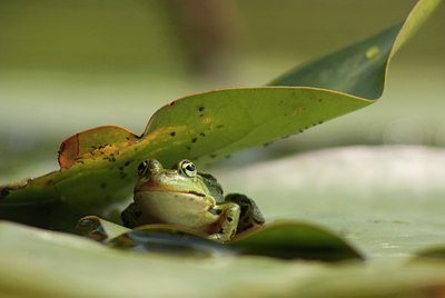 BUITEN BEELD Foto: 36398