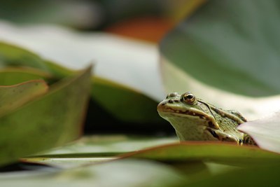BUITEN BEELD Foto: 36401