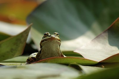 BUITEN BEELD Foto: 36406
