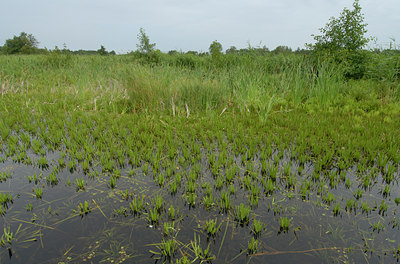 BUITEN BEELD Foto: 36411