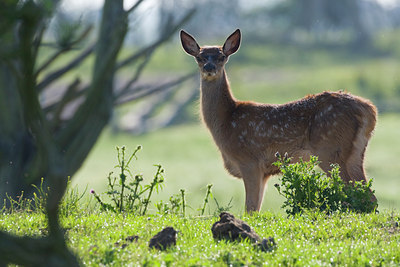 BUITEN BEELD Foto: 36421