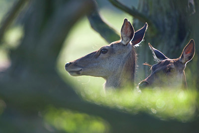 BUITEN BEELD Foto: 36423