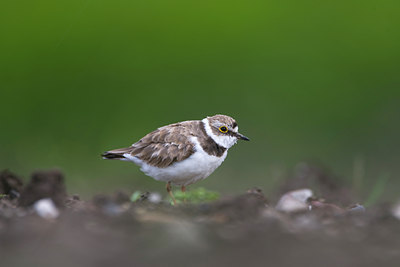 BUITEN BEELD Foto: 36439
