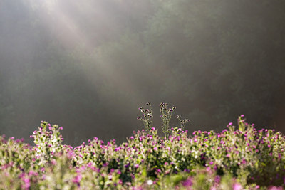 BUITEN BEELD Foto: 36448