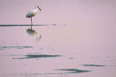 BUITEN BEELD Foto: 36451