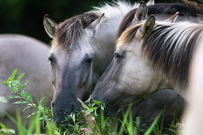 BUITEN BEELD Foto: 36453