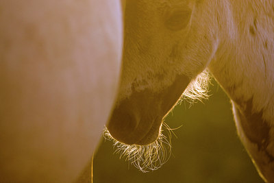 BUITEN BEELD Foto: 36456