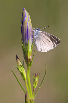 BUITEN BEELD Foto: 36466