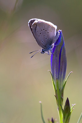 BUITEN BEELD Foto: 36467