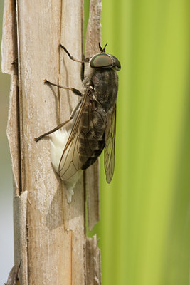 BUITEN BEELD Foto: 36484