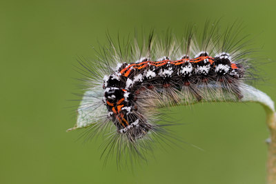 BUITEN BEELD Foto: 36485