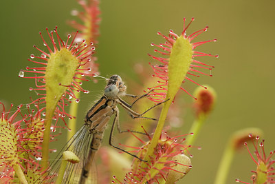 BUITEN BEELD Foto: 36488