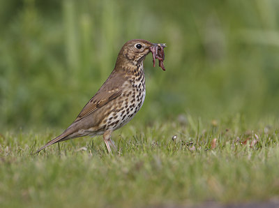 BUITEN BEELD Foto: 36493