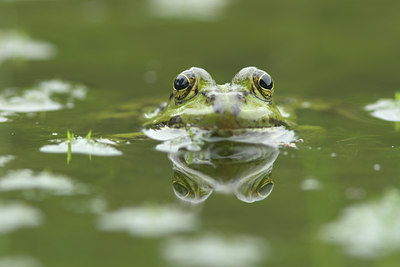 BUITEN BEELD Foto: 36500