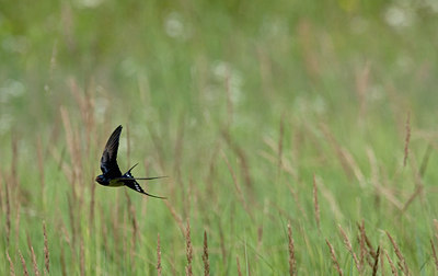 BUITEN BEELD Foto: 36535