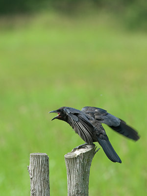 BUITEN BEELD Foto: 36555