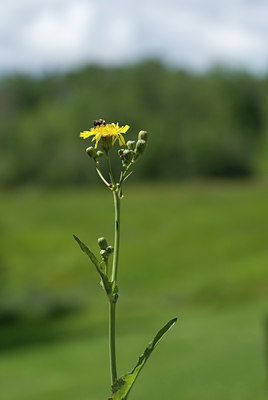 BUITEN BEELD Foto: 36558