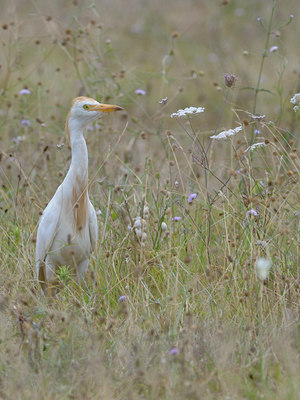 BUITEN BEELD Foto: 36571