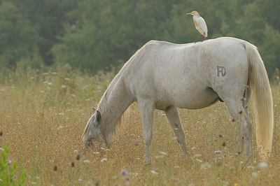 BUITEN BEELD Foto: 36602