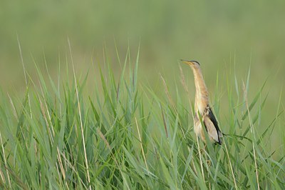 BUITEN BEELD Foto: 36619