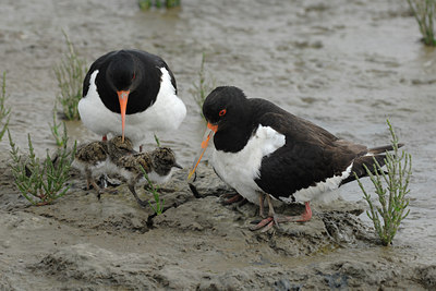 BUITEN BEELD Foto: 36623