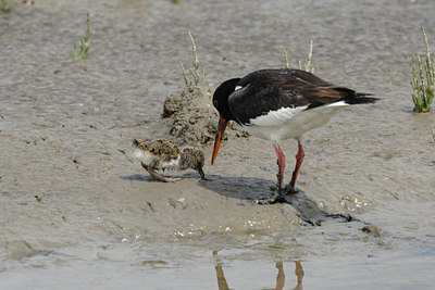 BUITEN BEELD Foto: 36624