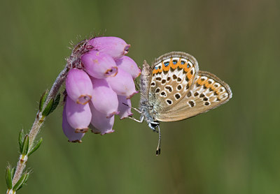 BUITEN BEELD Foto: 36632