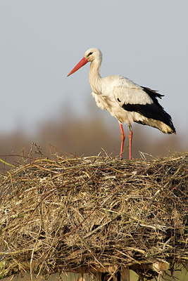 BUITEN BEELD Foto: 36640