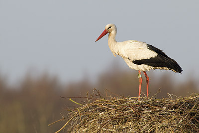 BUITEN BEELD Foto: 36642