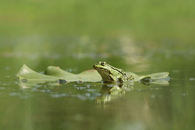 BUITEN BEELD Foto: 36742