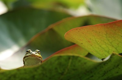 BUITEN BEELD Foto: 36751