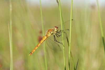 BUITEN BEELD Foto: 36769