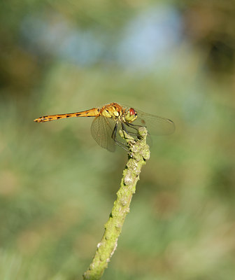 BUITEN BEELD Foto: 36770