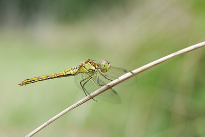 BUITEN BEELD Foto: 36774